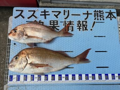 【スズキマリーナ熊本】安定の真鯛！