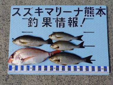 【スズキマリーナ熊本】スタッフMの釣行記～吹き流し釣り～