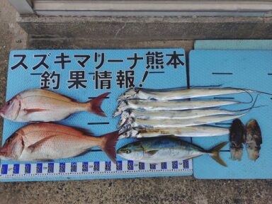 【スズキマリーナ熊本】スタッフMの釣行記~太刀魚&烏賊