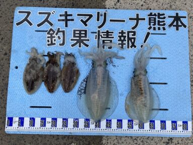 【スズキマリーナ熊本】良型アオリイカ!