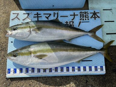 【スズキマリーナ熊本】丸々太ったブリの釣果が続く！