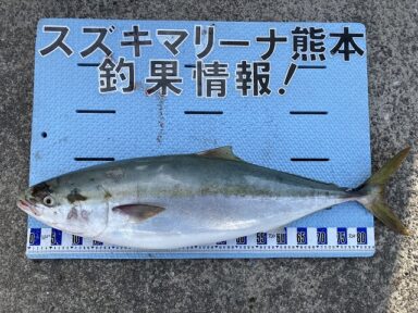 【スズキマリーナ熊本】丸々太ったブリ!