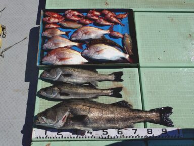 【スズキマリーナ熊本】スタッフMの釣行記～真鯛＆シーバス～