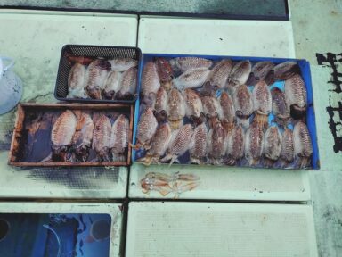 【スズキマリーナ熊本】スタッフMの釣行記~烏賊烏賊烏賊~