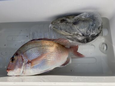 【スズキマリーナ熊本】真鯛に烏賊！