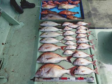 【スズキマリーナ熊本】スタッフMの釣行記～青物釣れ始めました。～