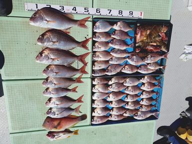 【スズキマリーナ熊本】スタッフMの釣行記～真鯛の数釣りシーズン到来～