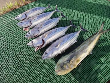 カツオが釣れました！