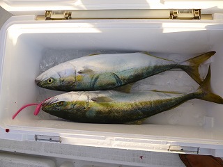 釣りダービー【ブリ・ハマチ】開催中