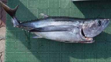 サウザンド・サニー号　マグロが大漁