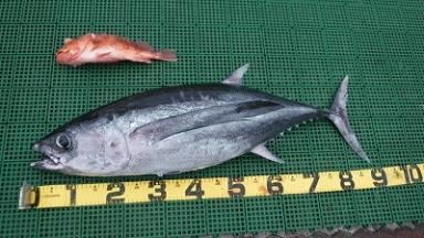 船名”BASARA”  マグロが釣れたよー