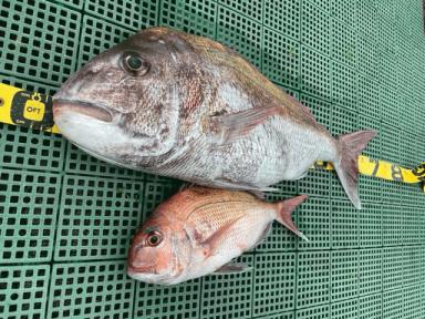 大物釣れました