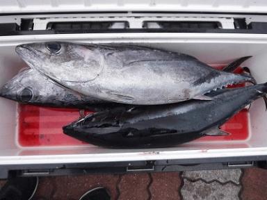 ビンチョウマグロが釣れています