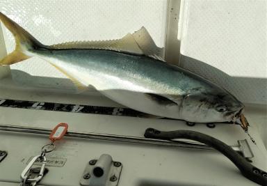 泳がせ釣りとルアー釣りで青物に挑戦！