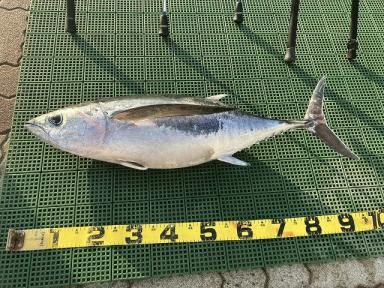 ビンチョウマグロが釣れました！