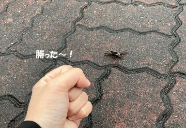 台風の影響？マリーナに住み着いたのは・・