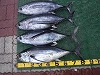 ビンチョウマグロ釣れました