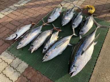 ビンチョウマグロ9本、カツオ１本！