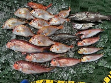 シャチくん　高級魚が大漁です