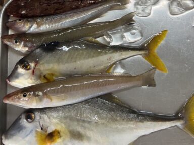 原ちゃん丸　本日の釣果は・・・
