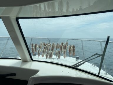 釣って楽しい、食べても美味しい　三河湾/伊勢湾のスルメイカ！