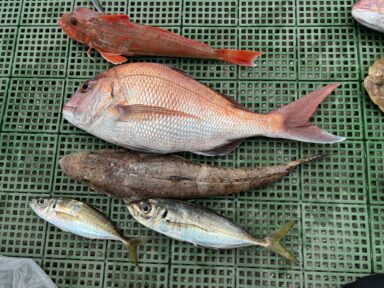 いろいろ釣れています