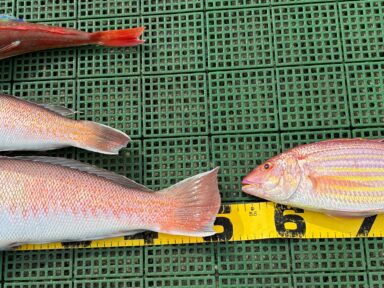 シャチくん　超高級魚でにんまり