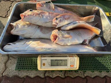 高級魚アマダイが大漁！総重量8.2kg、最大2.5kgの超大物