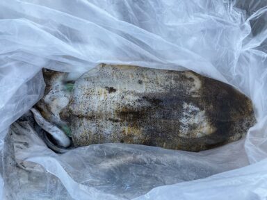 オーナー様釣果情報