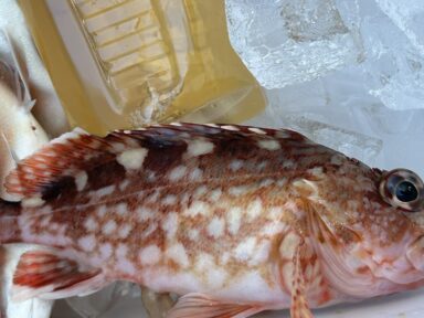 原ちゃん丸　作戦どおり釣れるかな？