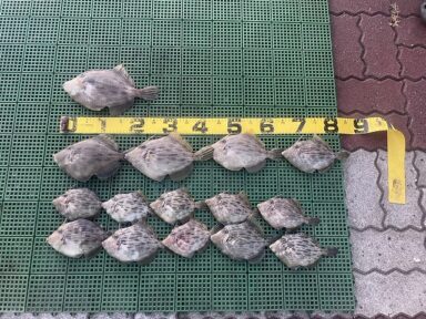 カワハギ祭り～♪