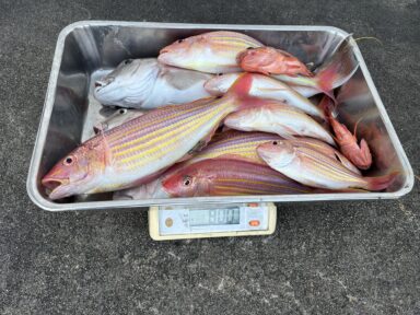 シャチくん　総重量8キロの高級魚　