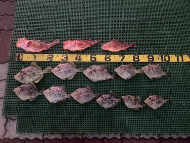 カワハギの釣果♪