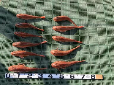 赤いお魚さんたくさん