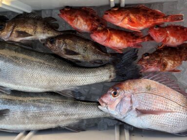 シャチくんのクーラー開けたら宝箱でした