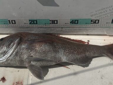 真鯛が釣れました!