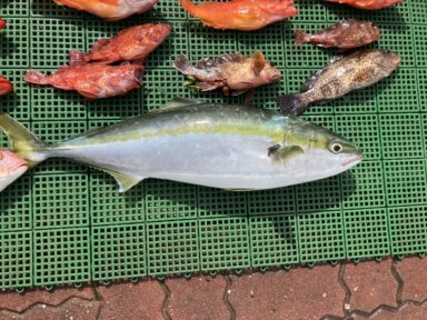 カサゴ数伸びました！青物もヒット