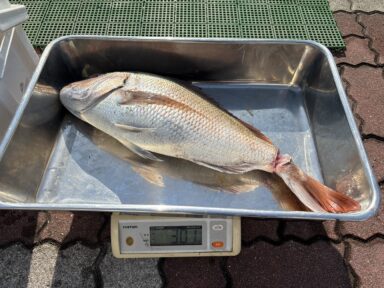釣りダービー初エントリー