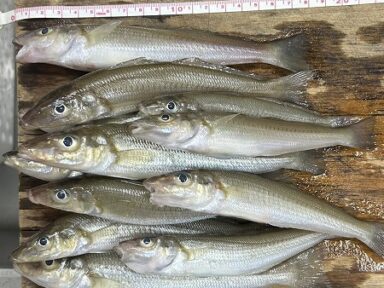 ベタ凪のキス釣りで素敵な1日に！
