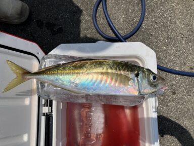 2Lペットボトル級!? 巨大アジが大漁でした🐟