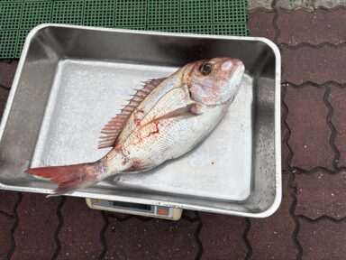 ノアドリーム号 真鯛1.78kg