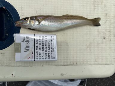 三河湾のキス釣れています
