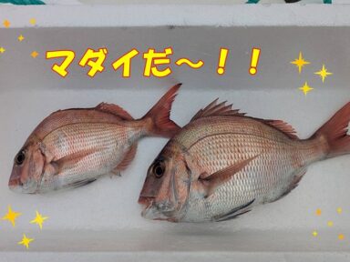 大きなマダイを釣ってきました！🎣🐟✨