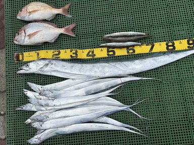 久しぶりの釣行で104cmのタチウオ！