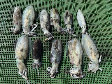 三河湾　アオリイカ釣れています