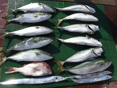 10月　海釣り　ハマチ