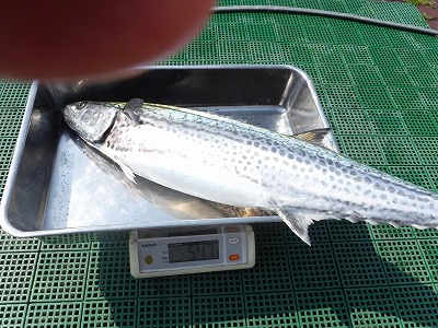 サワラ　4月　釣り