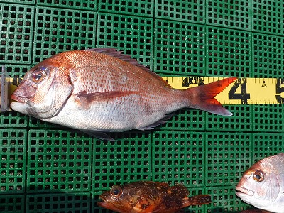 マダイ　4月　愛知　三河湾　伊勢湾