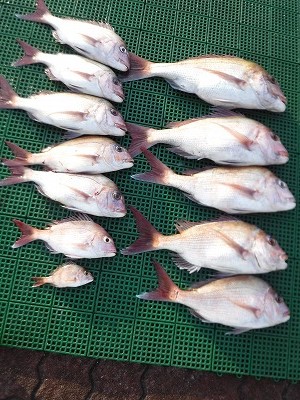 愛知　三重　釣り　鯛　マダイ