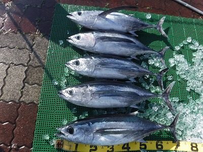 マグロ　釣り　愛知　三重　スズキ